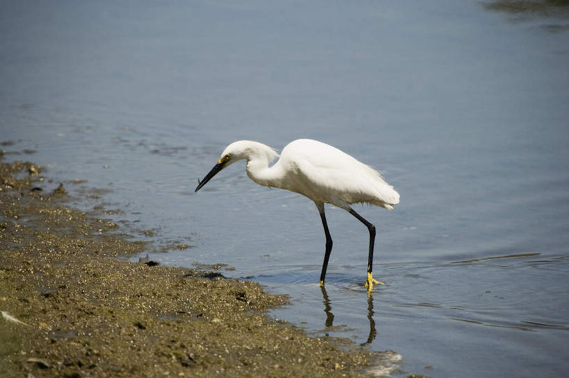 无人,站,横图,室外,白天,侧面,旅游,度假,河流,美景,水,白鹭,鸟,波纹,鸟类,河水,景观,泥土,水流,涟漪,注视,娱乐,一只,倒影,水纹,自然,波浪,观察,看,站着,享受,休闲,景色,放松,观看,察看,倒映,关注,自然风光,水晕,白鹭鸶,雪客,反照,鹭鸶,站立,彩图,全身