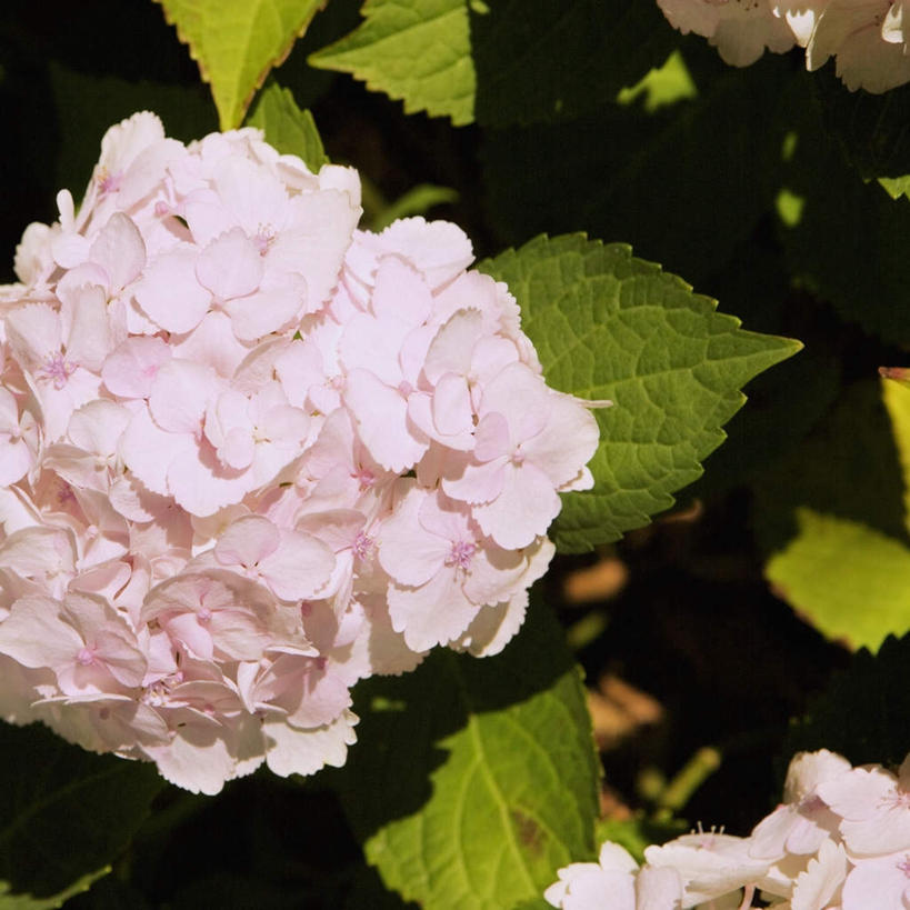 无人,方图,俯视,室外,特写,白天,骄傲,美景,城市,八仙花,叶子,美国,阴影,光线,影子,景观,绿叶,一朵,粉色,阳光,自然,绣球花,嫩叶,景色,紫阳花,洋绣球,北美,北美洲,加利福尼亚,自然风光,美洲,旧金山,加州,加利福尼亚州,圣弗朗西斯科,三藩市,金州,黄金州,草绣球,斗球,七变化,粉团花,纳帕谷,北亚美利加洲,亚美利加洲,善变,叶,叶片,彩图,高角度拍摄