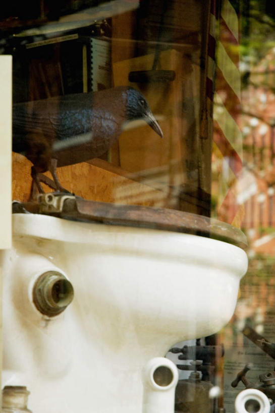 无人,商店,竖图,室外,特写,白天,正面,购物,消费,窗户,落地窗,生活用品,超市,橱窗,商场,鸟,野生动物,鸟类,马桶,玻璃窗,一只,动物,金融,百货,座便器,乌鸦,死亡,吉祥,卫浴,选购,贸易,百货公司,玻璃橱窗,不祥,血拼,子孙桶,楚乌,老鸹,厄运,恐惧,彩图,全身,购物商场,购物中心,商业中心