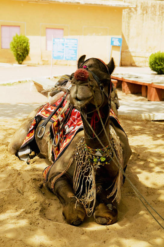 无人,坐,竖图,室外,白天,正面,旅游,度假,名胜古迹,植物,标志建筑,地标,建筑,野生动物,印度,亚洲,遗迹,注视,古迹,文物,娱乐,建设,古建筑,骆驼,树,树木,一只,绿色,自然,动物,观察,看,享受,休闲,旅游胜地,放松,运输,生长,成长,观看,察看,关注,南亚,古文明,首府,沙漠之舟,拉贾斯坦邦,拉贾斯坦,印度共和国,老虎堡,双峰骆驼,红粉之城,斋普尔,坐着,彩图,全身,胜利之城