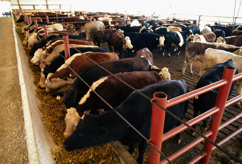 无人,农场,栏杆,站,吃,横图,俯视,室内,白天,畜牧业,牧场,美景,牛,美国,许多,阴影,花纹,反射,影子,景观,围栏,干草,乳牛,注视,护栏,自然,动物,草垛,低头,观察,看,站着,家畜,景色,牲畜,观看,察看,北美,北美洲,关注,自然风光,斑纹,美洲,畜牧,俄亥俄州,牧业,北亚美利加洲,亚美利加洲,垂头,俄亥俄,七叶树州,七叶果之州,干草垛,奶牛,嚼,食,站立,半身,彩图,高角度拍摄