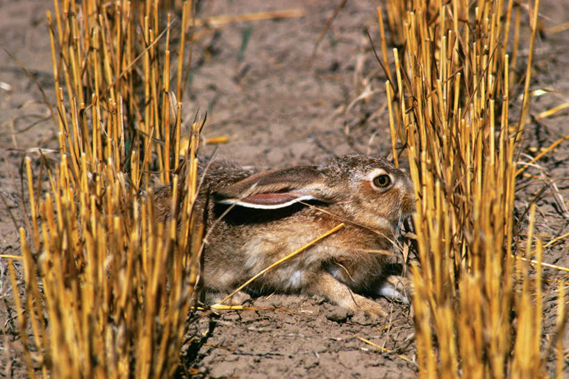 无人,农田,横图,俯视,室外,白天,庄稼,农作物,小麦,美景,哺乳动物,躲藏,阴影,光线,兔子,影子,景观,泥土,土壤,谷物,麦田,注视,一只,阳光,自然,动物,观察,看,趴着,景色,麦子,观看,兔,察看,隐藏,关注,自然风光,潜藏,趴,彩图,高角度拍摄,全身,耕地,庄稼田