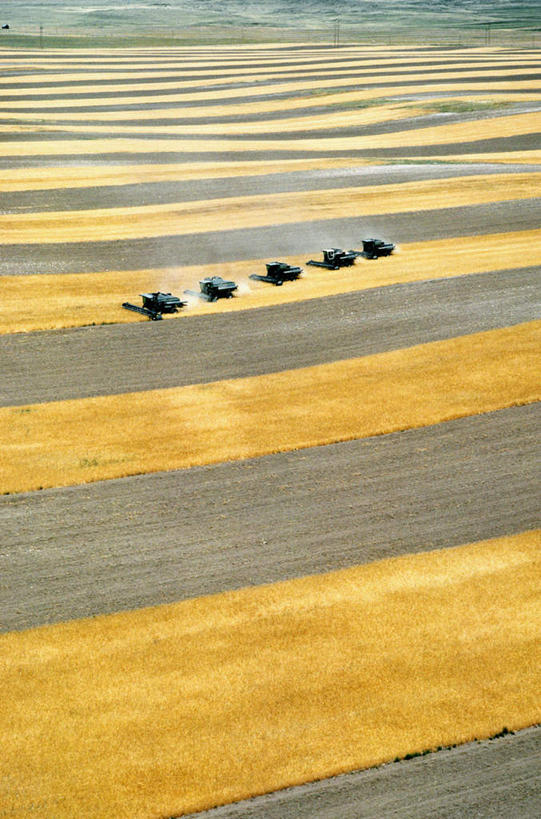无人,农田,竖图,俯视,航拍,室外,白天,旅游,度假,庄稼,农作物,收割,小麦,美景,美国,一排,阴影,丰富,丰收,整齐,光线,工具,影子,景观,谷物,丰盛,麦田,娱乐,排列,阳光,自然,驾驶,行驶,享受,休闲,景色,放松,麦子,操纵,控制,北美,北美洲,鸟瞰,队列,自然风光,美洲,收割机,操控,农具,怀俄明州,怀俄明,五辆,北亚美利加洲,亚美利加洲,把持,平等之州,丰登,丰硕,脱粒,彩图,高角度拍摄,耕地,庄稼田