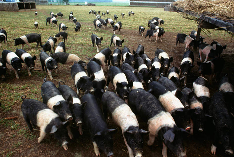 无人,农场,站,吃,横图,俯视,室外,白天,畜牧业,牧场,美景,猪,美国,许多,景观,干草,注视,自然,动物,草垛,低头,观察,看,站着,家畜,景色,牲畜,观看,察看,北美,北美洲,关注,自然风光,美洲,畜牧,特拉华,威尔明顿,特拉华州,牧业,北亚美利加洲,亚美利加洲,垂头,德拉维尔州,干草垛,嚼,食,站立,半身,彩图,高角度拍摄