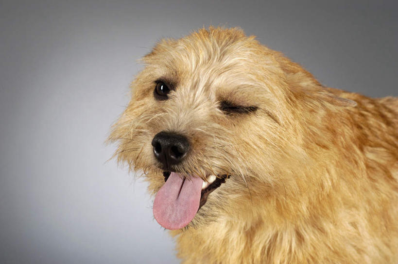 无人,横图,室内,特写,白天,正面,灰色背景,注视,观察,看,摄影,影棚,观看,察看,关注,半身,彩图,影棚拍摄,拍摄