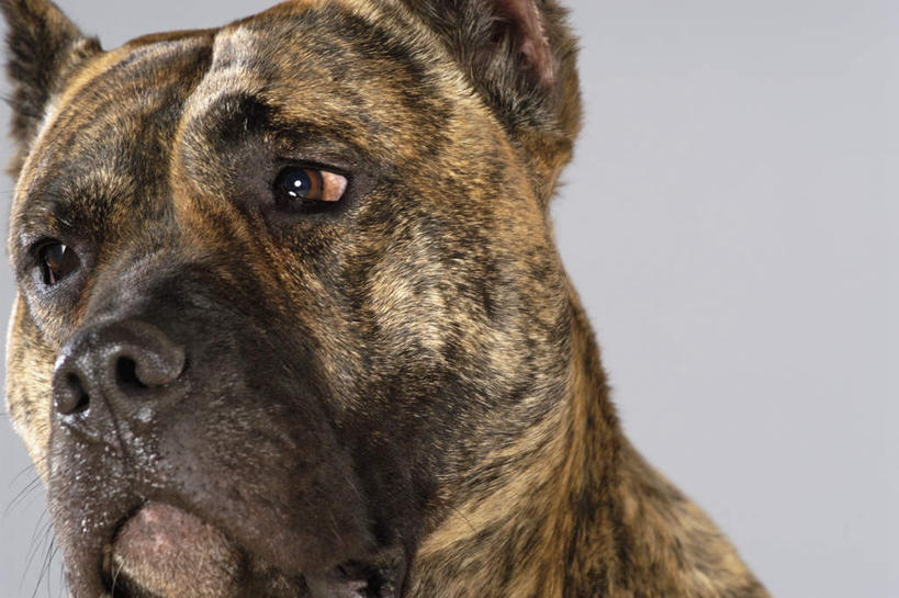 头,无人,横图,室内,特写,白天,正面,宠物,狗,灰色背景,斗牛犬,注视,一只,动物,观察,看,可爱,摄影,影棚,观看,察看,关注,牛头犬,忠诚,英国斗牛犬,斗牛狗,老虎狗,英国老虎犬,头部,犬,半身,彩图,影棚拍摄,拍摄