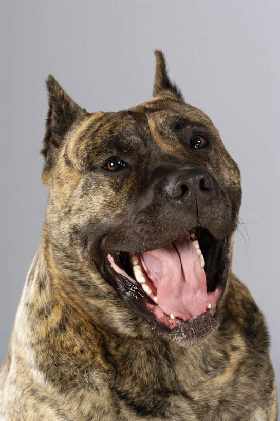 头,无人,竖图,室内,特写,白天,正面,宠物,狗,灰色背景,斗牛犬,注视,吐舌头,一只,动物,观察,看,伸舌头,张嘴,吐舌,可爱,摄影,影棚,观看,察看,关注,牛头犬,张大嘴巴,忠诚,英国斗牛犬,斗牛狗,老虎狗,英国老虎犬,头部,张开嘴,犬,半身,彩图,影棚拍摄,拍摄