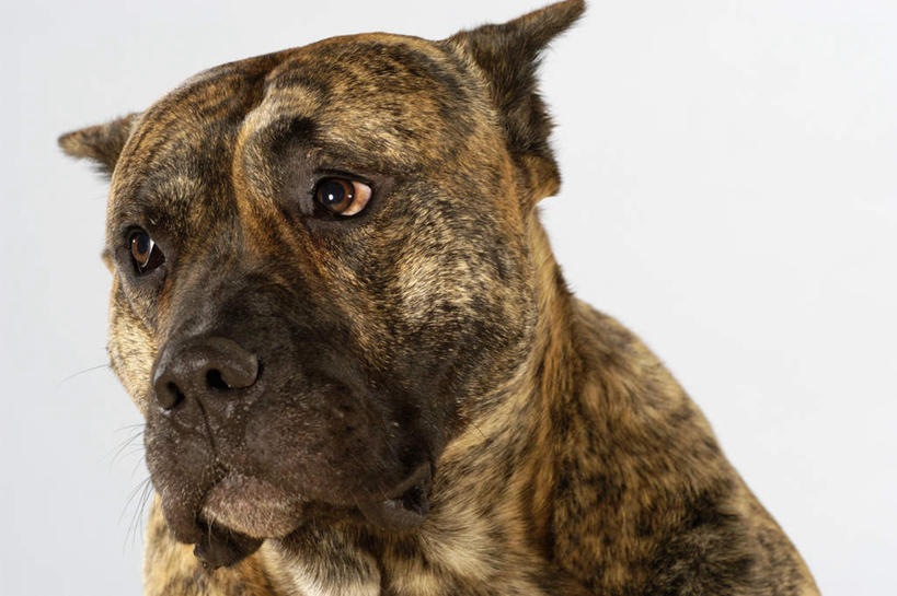 头,无人,横图,室内,特写,白天,正面,宠物,狗,灰色背景,斗牛犬,注视,一只,动物,观察,看,可爱,摄影,影棚,观看,察看,关注,牛头犬,忠诚,英国斗牛犬,斗牛狗,老虎狗,英国老虎犬,头部,犬,半身,彩图,影棚拍摄,拍摄