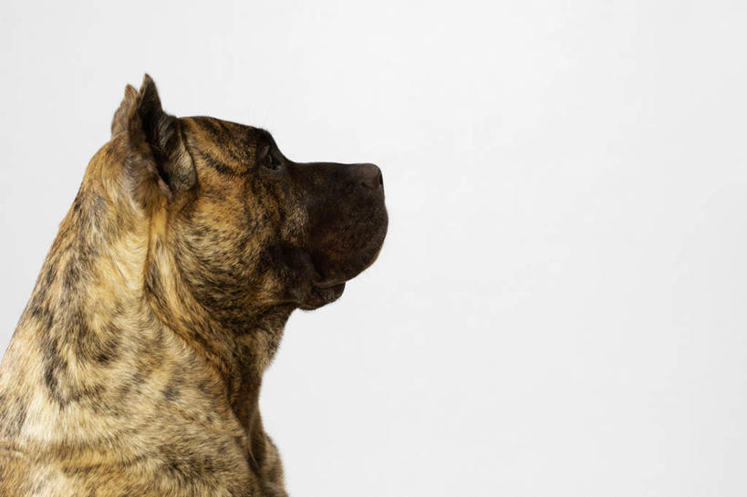 头,无人,横图,室内,特写,白天,侧面,宠物,狗,灰色背景,斗牛犬,注视,一只,动物,观察,看,可爱,摄影,影棚,观看,察看,关注,牛头犬,忠诚,英国斗牛犬,斗牛狗,老虎狗,英国老虎犬,头部,犬,半身,彩图,影棚拍摄,拍摄