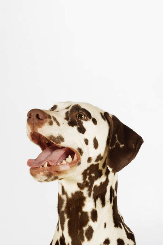 头,无人,竖图,室内,特写,白天,正面,宠物,狗,灰色背景,斑点,斑点狗,大麦町犬,黑点,注视,一只,白色,动物,观察,看,张嘴,可爱,摄影,影棚,观看,察看,关注,张大嘴巴,忠诚,斑点犬,头部,张开嘴,犬,抬头,仰头,半身,彩图,影棚拍摄,拍摄