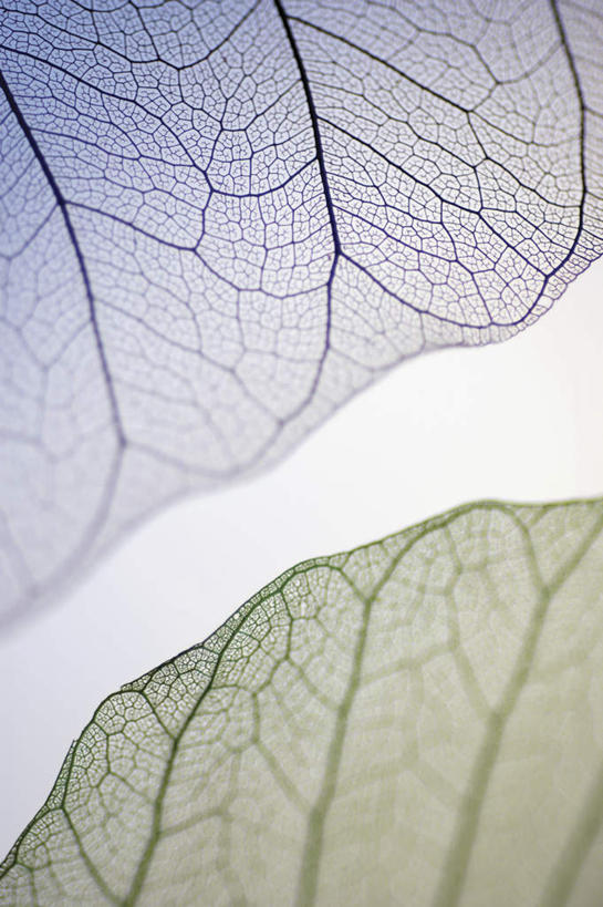 无人,竖图,俯视,室内,特写,白天,静物,叶子,两片,阴影,朦胧,模糊,干枯,反射,纹路,纹理,影子,枯叶,落叶,绿色,紫色,摄影,影棚,凋落,凋谢,脱落,凋零,肌理,雕残,雕零,雕落,叶,叶片,彩图,高角度拍摄,影棚拍摄,拍摄