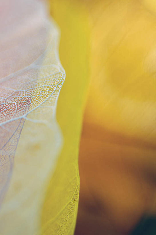 无人,竖图,俯视,室内,特写,白天,静物,叶子,一片,阴影,朦胧,模糊,干枯,反射,纹路,纹理,影子,枯叶,落叶,橙色,摄影,影棚,凋落,凋谢,脱落,凋零,肌理,雕残,雕零,雕落,叶,叶片,彩图,高角度拍摄,影棚拍摄,拍摄