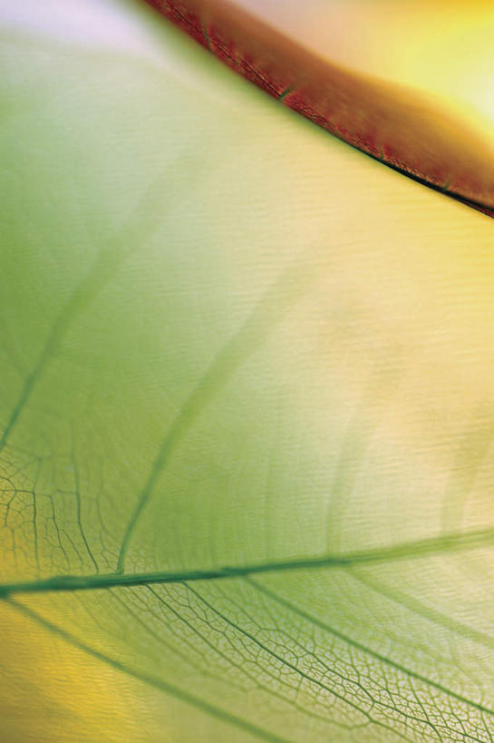 无人,竖图,俯视,室内,特写,白天,静物,叶子,一片,阴影,朦胧,模糊,干枯,反射,纹路,纹理,影子,枯叶,落叶,黄色,绿色,摄影,影棚,凋落,凋谢,脱落,凋零,肌理,雕残,雕零,雕落,叶,叶片,彩图,高角度拍摄,影棚拍摄,拍摄