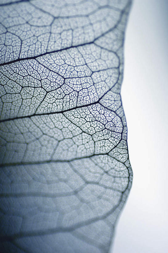 无人,竖图,俯视,室内,特写,白天,白色背景,叶子,阴影,枯萎,朦胧,模糊,反射,影子,绿叶,嫩叶,摄影,影棚,死亡,殒命,灭亡,枯败,叶,叶片,彩图,高角度拍摄,影棚拍摄,拍摄