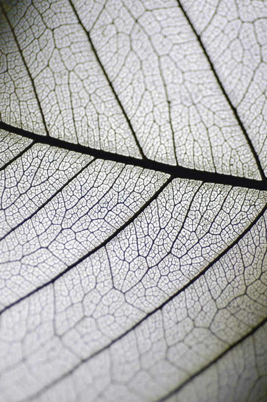 无人,竖图,俯视,室内,特写,白天,植物,叶子,阴影,枯萎,朦胧,模糊,反射,纹理,影子,死亡,肌理,枯败,叶,叶片,叶脉,彩图,高角度拍摄