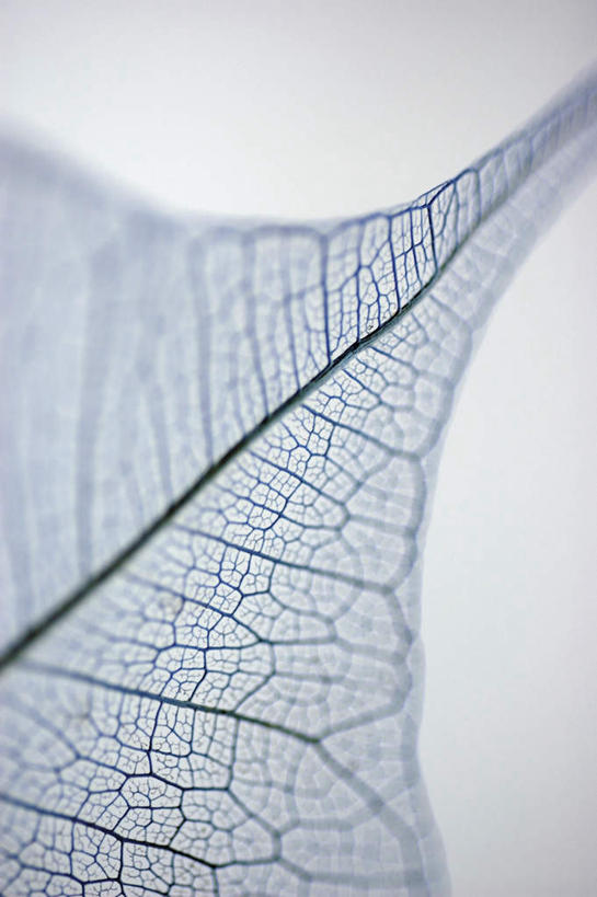 无人,竖图,俯视,室内,特写,白天,白色背景,植物,叶子,阴影,枯萎,朦胧,模糊,反射,纹理,影子,摄影,影棚,死亡,肌理,枯败,叶,叶片,叶脉,彩图,高角度拍摄,影棚拍摄,拍摄