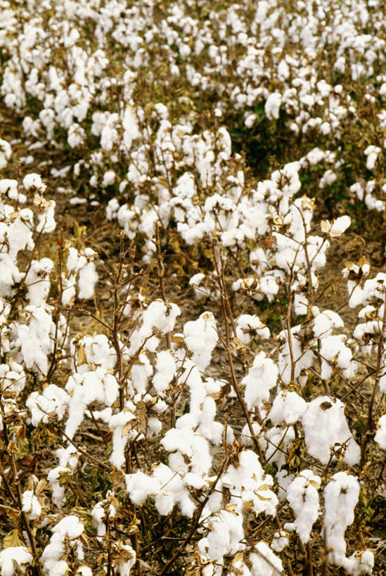 无人,农田,竖图,俯视,室外,白天,旅游,度假,庄稼,农作物,美景,美国,阴影,柔软,光线,影子,景观,棉花,娱乐,纺织,阳光,自然,享受,休闲,健康,温暖,景色,放松,纤维,北美,北美洲,自然风光,德克萨斯州,美洲,德克萨斯,得州,德州,得克萨斯州,孤星之州,北亚美利加洲,亚美利加洲,柔和,暖和,彩图,高角度拍摄,耕地,庄稼田