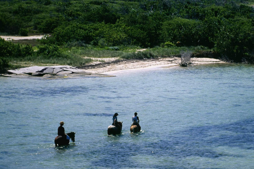 西方人,三个人,坐,横图,俯视,室外,白天,旅游,度假,海浪,海洋,美景,树林,植物,马,野生动物,欧洲,欧洲人,行人,游客,游人,牵,服装,景观,浪花,娱乐,路人,旅客,树,树木,衣服,绿色,自然,海水,动物,享受,休闲,景色,放松,运输,服饰,牲畜,生长,成长,牵着,衣着,穿着,自然风光,三匹,大洋洲,海景,法属波利尼西亚,社会群岛,向风群岛,法属玻利尼西亚,衣饰,萨巴岛,过客,男人,男性,女人,女性,中年男性,中年女性,白种人,大海,风浪,海,海水的波动,近岸浪,涌浪,坐着,彩图,高角度拍摄,全身