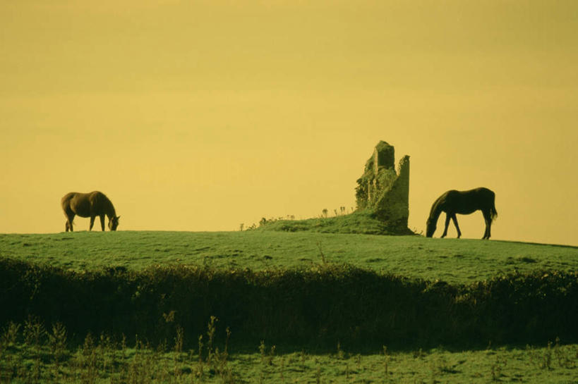 无人,站,横图,室外,白天,侧面,旅游,度假,草地,草坪,石头,美景,植物,马,野生动物,爱尔兰,欧洲,阴影,光线,石子,影子,景观,娱乐,草,绿色,天空,阳光,自然,动物,天,低头,站着,享受,休闲,景色,放松,运输,牲畜,晴朗,两匹,西欧,自然风光,芒斯特省,万里无云,爱尔兰共和国,垂头,克莱尔郡,芒斯特,石块,岩石,晴空,晴空万里,站立,彩图,全身