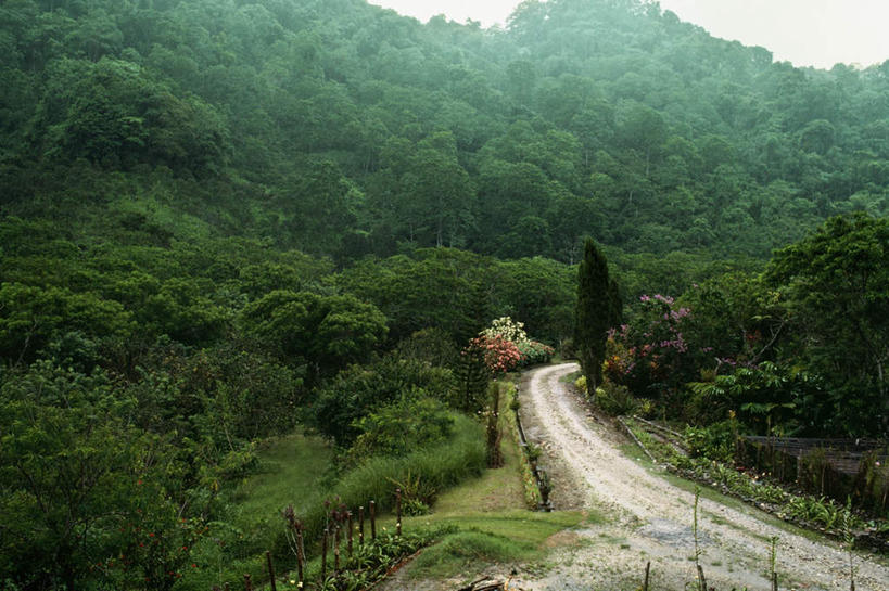 无人,横图,俯视,室外,白天,旅游,度假,美景,森林,山,山脉,树林,植物,道路,路,加勒比海,曲折,弯曲,景观,山峰,小路,交通,山峦,娱乐,树,树木,绿色,自然,群山,享受,休闲,景色,放松,蜿蜒,生长,成长,南美洲,拉丁美洲,自然风光,美洲,多巴哥岛,亚美利加洲,南亚美利加洲,特立尼达岛,彩图,高角度拍摄