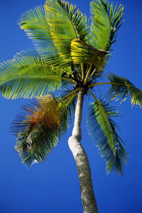 无人,竖图,室外,白天,仰视,旅游,度假,美景,植物,棕榈树,叶子,加勒比海,景观,绿叶,娱乐,树,树木,蓝色,绿色,蓝天,天空,自然,天,享受,休闲,嫩叶,景色,放松,生长,晴朗,成长,南美洲,拉丁美洲,自然风光,美洲,棕榈叶,多巴哥岛,万里无云,亚美利加洲,南亚美利加洲,特立尼达岛,叶,叶片,晴空,晴空万里,彩图,低角度拍摄