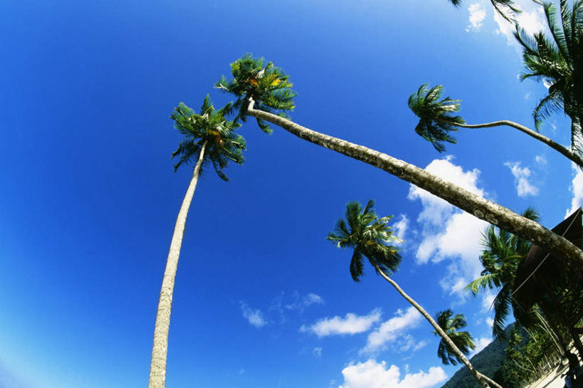 无人,横图,室外,白天,仰视,旅游,度假,美景,沙滩,植物,棕榈树,叶子,加勒比海,阴影,光线,沙子,影子,海岸,景观,云,云朵,绿叶,沙地,云彩,娱乐,树,树木,蓝色,绿色,白云,蓝天,天空,阳光,自然,天,享受,休闲,嫩叶,景色,放松,生长,晴朗,成长,南美洲,拉丁美洲,自然风光,美洲,棕榈叶,多巴哥岛,亚美利加洲,南亚美利加洲,特立尼达岛,叶,叶片,海滩,晴空,彩图,低角度拍摄