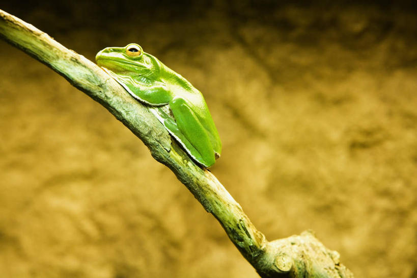 无人,横图,室外,白天,侧面,美景,植物,青蛙,野生动物,阴影,朦胧,模糊,光线,树蛙,影子,景观,枝条,注视,树,树木,树枝,一只,绿色,阳光,自然,动物,观察,看,趴着,景色,可爱,活泼,观看,察看,关注,自然风光,虬枝,枝杈,澳大利亚绿色雨蛙,绿色树蛙,绿树蛙,趴,彩图,全身