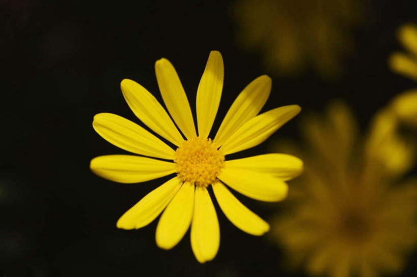 无人,横图,室外,特写,白天,正面,快乐,幸福,美景,阴影,朦胧,模糊,光线,影子,景观,玛格丽特,雏菊,一朵,黄色,阳光,自然,菊花,景色,活力,希望,坚强,自然风光,和平,离别,延命菊,幸福花,春菊,马兰头花,暗恋,纯情,单恋,天真,彩图,愉快