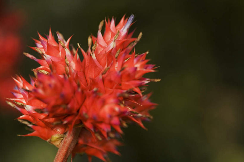 无人,横图,室外,特写,白天,正面,美景,凤梨花,阴影,朦胧,模糊,盛开,光线,影子,景观,花蕾,花,花瓣,花朵,鲜花,一朵,红色,阳光,自然,花苞,花蕊,景色,自然风光,完美,观赏凤梨,菠萝花,彩图,空气凤梨,空凤,空气花,空气草,木柄凤梨