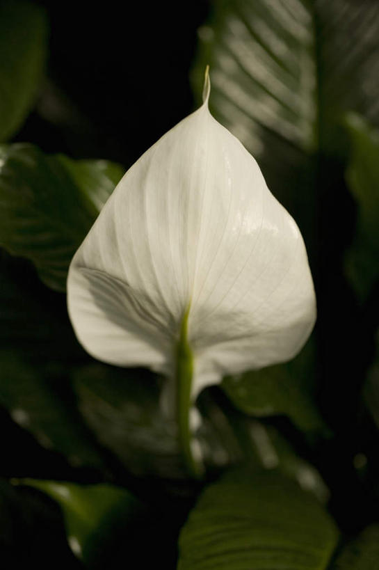 无人,竖图,室外,特写,白天,正面,热情,美景,阴影,朦胧,模糊,盛开,光线,影子,景观,火鹤花,安祖花,花蕾,花,花瓣,花朵,鲜花,一朵,白色,阳光,自然,花苞,花蕊,景色,红掌,花烛,自然风光,红鹤芋,猪尾花,烛台花,蜡烛花,大展宏图,热血,彩图