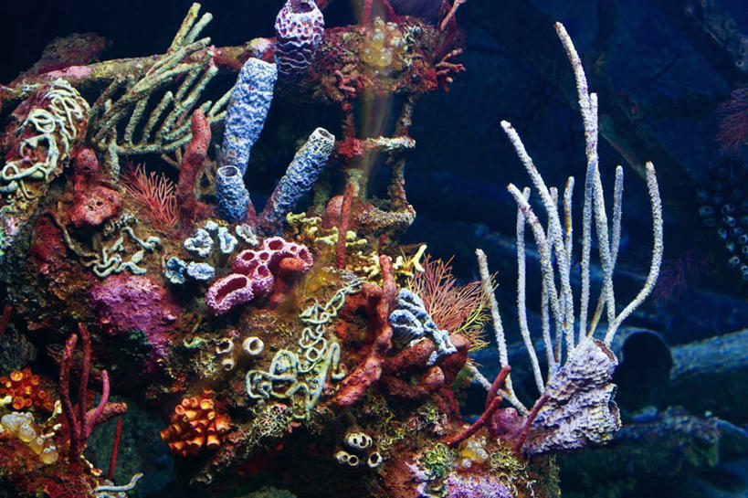 无人,横图,室外,白天,正面,旅游,度假,美景,许多,阴影,光线,珊瑚,影子,景观,娱乐,珊瑚礁,海洋生物,无脊椎动物,阳光,自然,享受,休闲,景色,放松,腔肠动物,自然风光,海底礁,珊瑚虫,礁,岩石,彩图