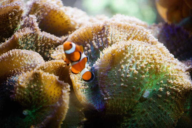 游泳,无人,横图,室外,白天,正面,旅游,度假,海底,水下,海浪,海洋,美景,阴影,光线,鱼,影子,景观,浪花,水底,注视,娱乐,小丑鱼,鱼类,海洋生物,无脊椎动物,一只,阳光,自然,海水,观察,看,享受,休闲,景色,放松,海底世界,观看,腔肠动物,察看,关注,自然风光,海葵鱼,海景,泅水,三带双锯鱼,双锯鱼,珊瑚虫,拍浮,大海,风浪,海,海床,海水的波动,近岸浪,涌浪,彩图,全身