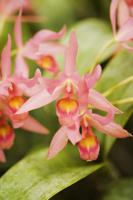 无人,竖图,俯视,室外,特写,白天,美景,萱草,叶子,阴影,朦胧,模糊,盛开,光线,影子,景观,绿叶,花蕾,花,花瓣,花朵,鲜花,粉色,阳光,自然,花苞,花蕊,嫩叶,景色,自然风光,疗愁,萱草花,宜男,叶,叶片,忘忧草,金针菜,黄花菜,彩图,高角度拍摄