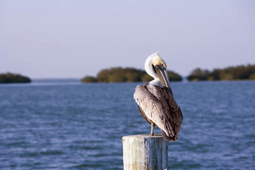 无人,站,横图,室外,白天,旅游,度假,海浪,海洋,美景,植物,鸟,阴影,朦胧,模糊,光线,鸟类,水鸟,影子,景观,浪花,树桩,扭头,注视,娱乐,树,树干,树木,一只,背面,蓝色,绿色,蓝天,天空,阳光,自然,海水,天,观察,看,站着,转头,享受,休闲,木桩,景色,放松,生长,晴朗,成长,观看,察看,关注,自然风光,海景,鹈鹕,塘鹅,万里无云,褐鹈鹕,大海,风浪,海,海水的波动,近岸浪,涌浪,晴空,晴空万里,站立,彩图,全身
