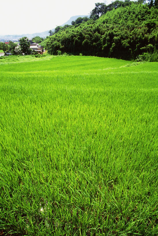 无人,农田,竖图,俯视,室外,白天,旅游,度假,农业,庄稼,农作物,美景,树林,植物,日本,亚洲,稻田,景观,娱乐,树,树木,绿色,自然,享受,休闲,景色,放松,生长,成长,自然风光,东亚,日本国,四国地方,四国,四国岛,彩图,高角度拍摄,耕地,庄稼田