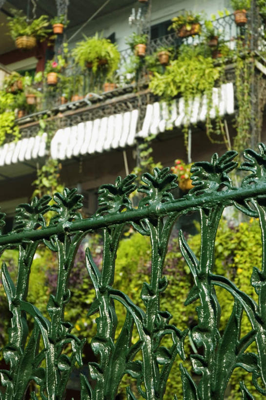 无人,家,栏杆,露台,竖图,室外,白天,仰视,度假,美景,植物,阳台,城市风光,城市,美国,吊挂,悬挂,盆栽,房屋,屋子,景观,公寓,围栏,盆景,挂,娱乐,洋房,护栏,楼房,住宅,绿色,自然,享受,休闲,景色,放松,生长,成长,北美,北美洲,美洲,新奥尔良,路易斯安那州,路易斯安那,鹈鹕之州,北亚美利加洲,亚美利加洲,纽奥良,纽奥良市,新奥尔良市,彩图,低角度拍摄,房子,露天阳台