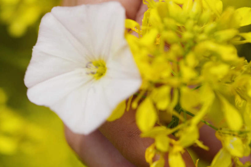 西方人,手,一个人,农田,横图,室外,特写,白天,正面,庄稼,农作物,花海,花圃,美景,植物,叶子,欧洲,欧洲人,仅一个年轻女性,仅一个女性,仅一个人,握,朦胧,模糊,盛开,景观,拿,花蕾,拿着,花,花瓣,花朵,花卉,鲜花,黄色,绿色,白色,自然,花丛,花束,花田,花苞,花蕊,油菜花,手部,景色,握着,单手,自然风光,年轻女性,女人,女性,白种人,半身,彩图,耕地,庄稼田,油菜花田,芸苔,芸薹