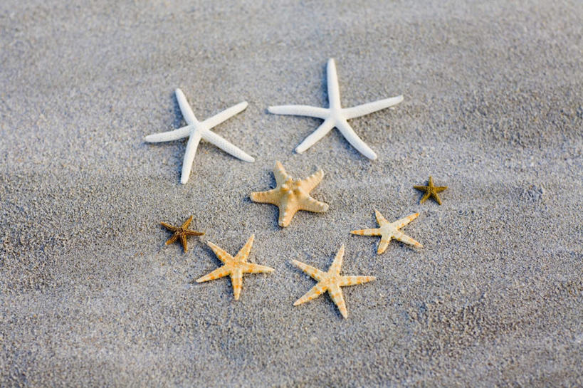 无人,横图,俯视,室外,特写,白天,美景,沙滩,海星,许多,沙子,海岸,景观,沙地,很多,海洋生物,自然,动物,生物,景色,自然风光,棘皮动物门,海滩,星鱼,彩图,高角度拍摄,全身