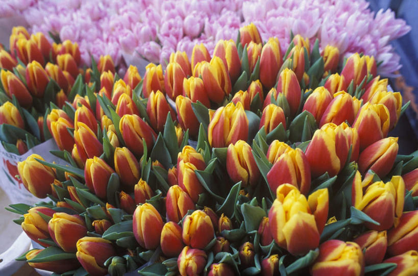 无人,花店,商店,横图,俯视,室外,特写,白天,爱情,智慧,郁金香,欧洲,荷兰,许多,艺术,首都,很多,祝福,文化,商铺,插花,插花艺术,创造,表白,西欧,创作,荣誉,想象,阿姆斯特丹,永恒,荷兰王国,尼德兰王国,市肆,商号,郁香,洋荷花,草麝香,彩图,高角度拍摄,店铺