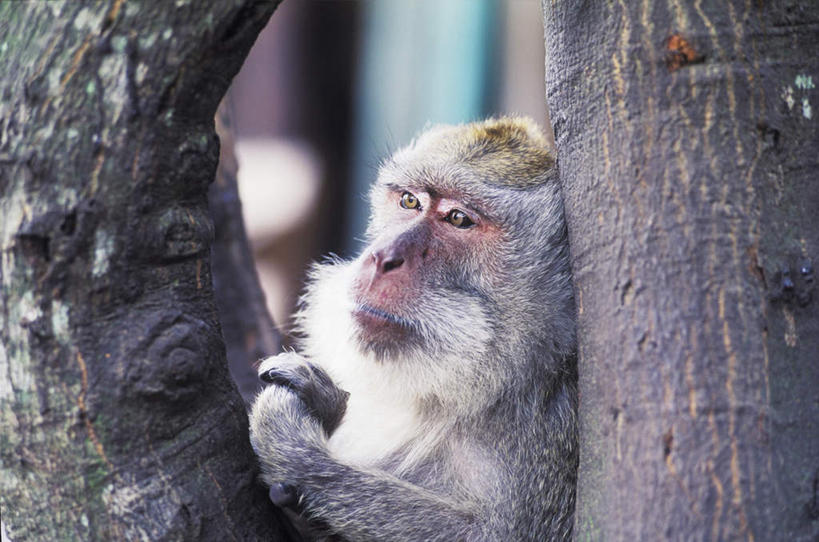 无人,坐,横图,室外,特写,白天,正面,旅游,度假,美景,植物,猴,野生动物,猴子,印度尼西亚,印尼,亚洲,握,朦胧,模糊,景观,注视,娱乐,树,树木,一只,绿色,自然,动物,观察,看,享受,休闲,景色,巴厘岛,放松,可爱,握着,东南亚,活泼,生长,成长,观看,察看,关注,自然风光,印度尼西亚共和国,白脸狐尾猴,白面僧面猴,南美白脸猴,巴厘省,坐着,半身,彩图