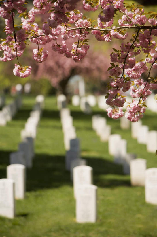 无人,竖图,室外,白天,正面,旅游,度假,幸福,纯洁,草地,草坪,名胜古迹,植物,标志建筑,地标,建筑,樱花,美国,许多,遗迹,盛开,花蕾,古迹,文物,娱乐,建设,古建筑,草,花,花瓣,花朵,鲜花,树,树木,排列,绿色,自然,花苞,花蕊,享受,休闲,墓地,旅游胜地,放松,生长,成长,等待,坟墓,陵墓,北美洲,生命,美洲,坟场,古文明,弗吉尼亚,弗吉尼亚州,阿灵顿,北亚美利加洲,亚美利加洲,维吉尼亚,老自治领州,仙樱花,福岛樱,青肤樱,高尚,摆列,热烈,阿灵顿县,荆桃,彩图,布列,分列