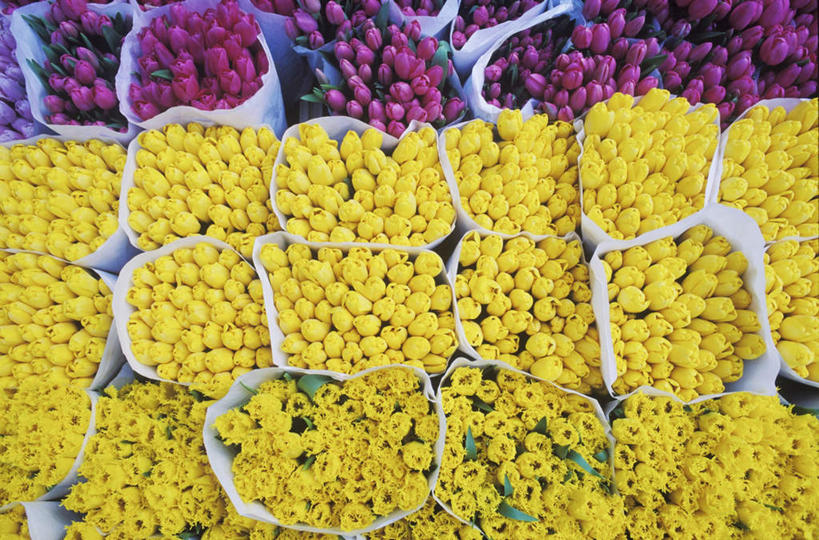 无人,花店,商店,横图,俯视,室内,特写,白天,智慧,艺术,盛开,花蕾,文化,商铺,花,花瓣,花朵,鲜花,黄色,紫色,插花,花苞,花蕊,插花艺术,创造,创作,想象,市肆,商号,彩图,高角度拍摄,店铺