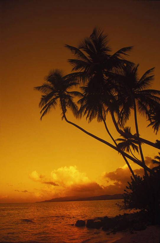 无人,竖图,室外,白天,正面,旅游,度假,海浪,海洋,美景,日落,植物,棕榈树,叶子,阴影,光线,影子,景观,浪花,水平线,晚霞,霞光,云,云朵,落日,辽阔,绿叶,海平线,云彩,娱乐,树,树木,绿色,白云,阳光,自然,海水,黄昏,享受,休闲,广阔,嫩叶,景色,彩霞,放松,生长,成长,一望无际,自然风光,海景,棕榈叶,无边无际,一马平川,夕照,叶,叶片,大海,风浪,海,海水的波动,近岸浪,涌浪,夕阳,彩图,水天相接,水天一线,斜阳