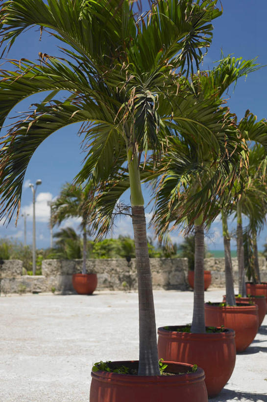 无人,竖图,室外,白天,正面,度假,美景,植物,城市风光,城市,棕榈树,叶子,哥伦比亚,一排,许多,阴影,整齐,光线,影子,景观,云,云朵,绿叶,云彩,娱乐,树,树木,排列,蓝色,绿色,白云,蓝天,天空,阳光,自然,天,享受,休闲,嫩叶,景色,南美,放松,生长,晴朗,成长,南美洲,拉丁美洲,队列,美洲,棕榈叶,首府,卡塔赫纳,亚美利加洲,南亚美利加洲,哥伦比亚共和国,玻利瓦尔,玻利瓦尔省,叶,叶片,晴空,彩图