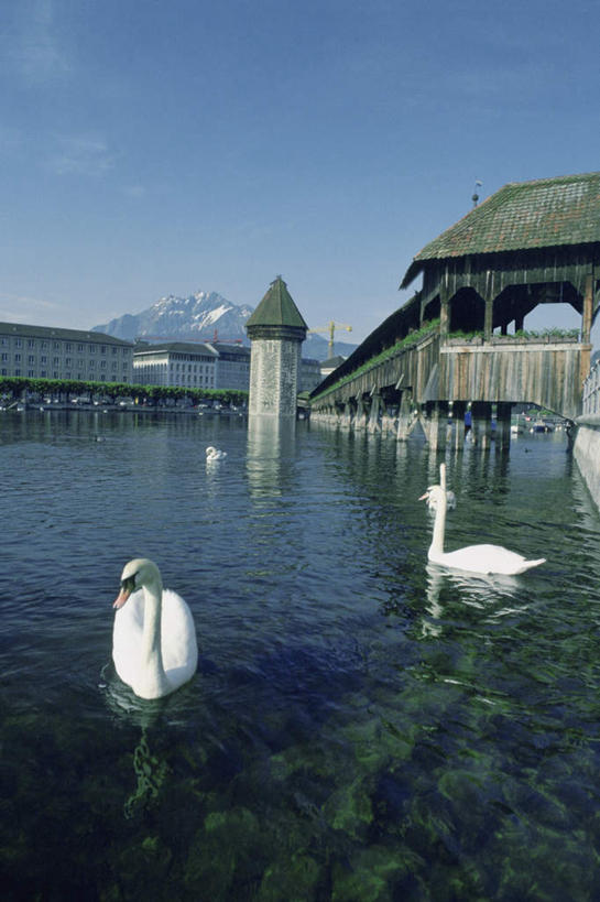 游泳,无人,栏杆,竖图,室外,白天,正面,旅游,度假,技术,河流,山,山脉,水,标志建筑,地标,建筑,鸟,野生动物,天鹅,瑞士,欧洲,阴影,光线,鸟类,影子,河水,山峰,水流,云,云朵,围栏,山峦,云彩,注视,娱乐,设备,建设,护栏,吊车,施工,蓝色,白云,蓝天,天空,阳光,动物,交通工具,群山,天,观察,看,享受,休闲,机械,起重机,旅游胜地,放松,可爱,晴朗,观看,工程,察看,关注,载具,中欧,卢塞恩,瑞士联邦,泅水,工作车,施工车,汽车吊,琉森州,卢塞恩州,拍浮,琉森,教堂桥,卡贝尔桥,卡佩尔桥,晴空,鹄,彩图,全身