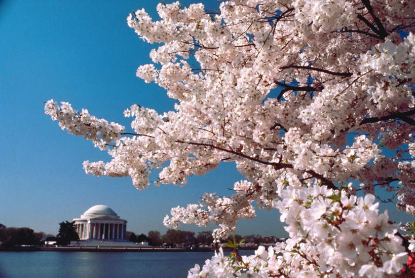无人,横图,室外,白天,仰视,旅游,度假,幸福,纯洁,河流,水,标志建筑,地标,建筑,樱花,美国,阴影,盛开,光线,影子,柱子,河水,水流,纪念馆,首都,花蕾,娱乐,建设,花,花瓣,花朵,鲜花,粉色,蓝色,蓝天,天空,阳光,天,花苞,花蕊,享受,休闲,旅游胜地,放松,晴朗,等待,北美,北美洲,生命,美洲,华盛顿特区,万里无云,杰弗逊纪念堂,杰佛逊纪念堂,华盛顿哥伦比亚特区,华府,杰斐逊纪念堂,北亚美利加洲,亚美利加洲,仙樱花,福岛樱,青肤樱,高尚,热烈,晴空,晴空万里,荆桃,彩图,低角度拍摄