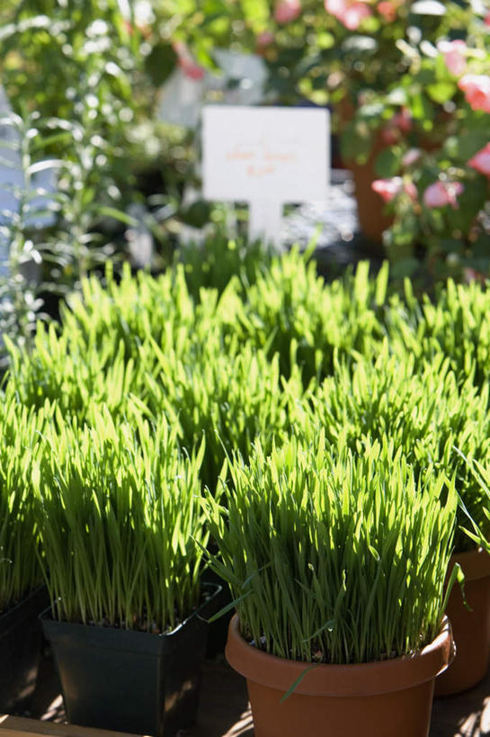 无人,花店,商店,竖图,俯视,室外,特写,白天,植物,叶子,一排,许多,阴影,朦胧,模糊,整齐,光线,盆栽,影子,绿叶,盆景,商铺,排列,绿色,阳光,自然,嫩叶,生长,成长,队列,市肆,商号,叶,叶片,彩图,高角度拍摄,店铺