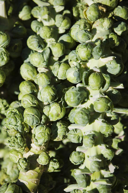 无人,竖图,俯视,室外,特写,白天,蔬菜,椰菜,卷心菜,许多,吊挂,悬挂,阴影,朦胧,模糊,新鲜,光线,影子,食品,很多,挂,食物,绿色,阳光,甘蓝,有机食品,绿色食品,抱子甘蓝,芽甘蓝,球芽甘蓝,子持甘蓝,结球甘蓝,甘兰,包心菜,彩图,高角度拍摄