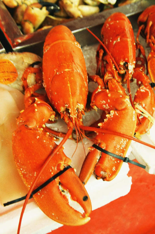 海鲜,龙虾,无人,竖图,俯视,室内,特写,白天,植物,蔬菜,新鲜,葱,虾,食品,草药,药草,水产,中药,海洋生物,食物,绿色,自然,有机食品,绿色食品,生长,成长,细香葱,香葱,水生动物,海产品,药材,中草药,水生物,海底动物,中药材,本草,半身,彩图,高角度拍摄