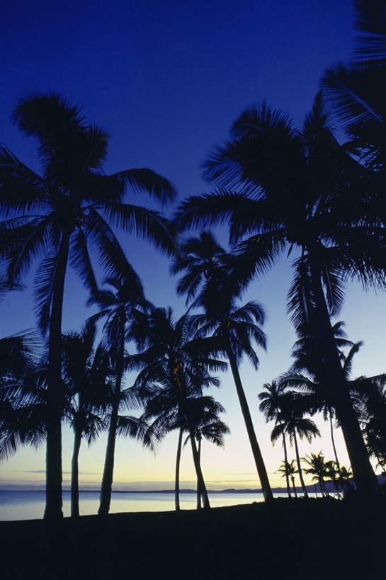 无人,竖图,室外,白天,仰视,旅游,度假,岛屿,海浪,海洋,美景,沙滩,树林,植物,棕榈树,叶子,斐济,阴影,光线,沙子,影子,岛,海岸,景观,浪花,绿叶,沙地,背光,娱乐,树,树木,蓝色,绿色,蓝天,天空,阳光,自然,海水,黄昏,天,享受,休闲,嫩叶,景色,放松,生长,晴朗,成长,自然风光,大洋洲,逆光,海景,棕榈叶,万里无云,南太平洋,斐济群岛共和国,薄暮,维提岛,叶,叶片,大海,风浪,海,海水的波动,海滩,近岸浪,列岛,群岛,涌浪,诸岛,晴空,晴空万里,彩图,低角度拍摄,傍晚